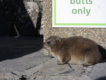 Rock Hyrax