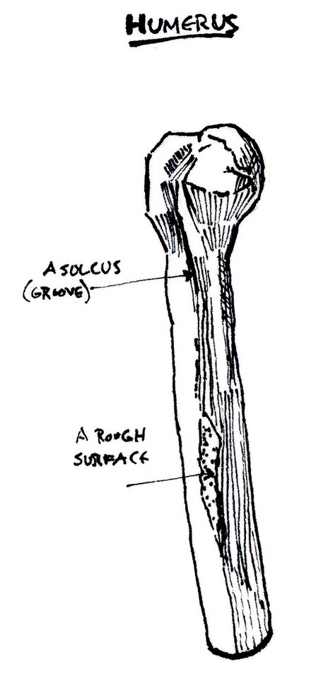 humerus