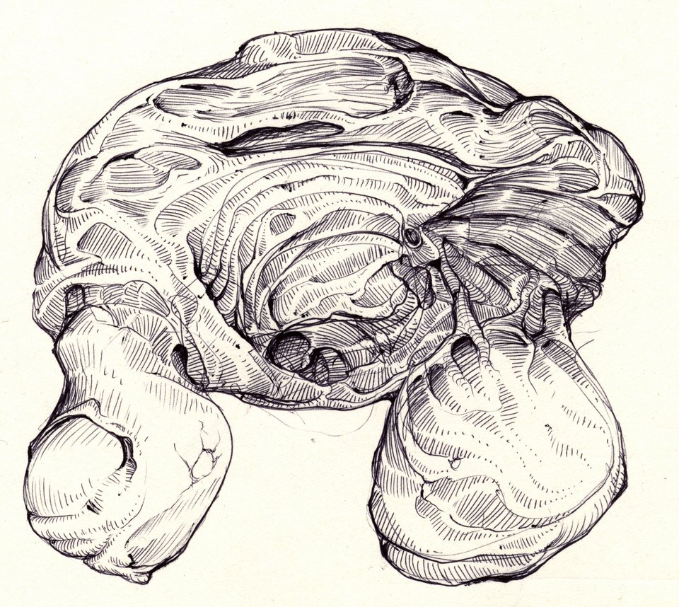 585